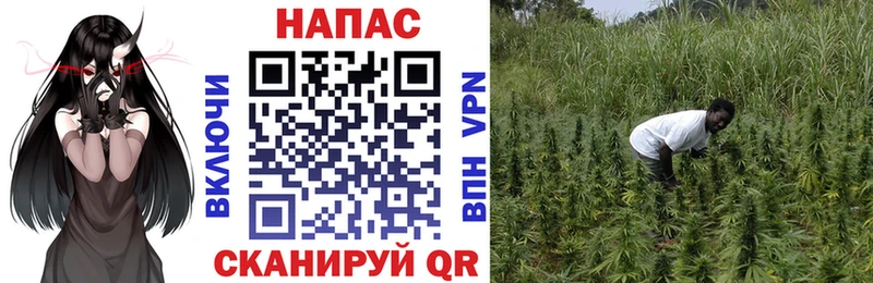 Бошки Шишки планчик  Купить где  Новоульяновск 